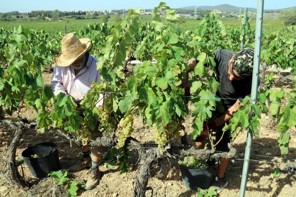 La DO Penedès encamina el final d'una verema extremadament seca. ACN