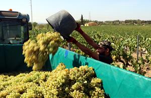 La DO Penedès encamina el final d'una verema extremadament seca