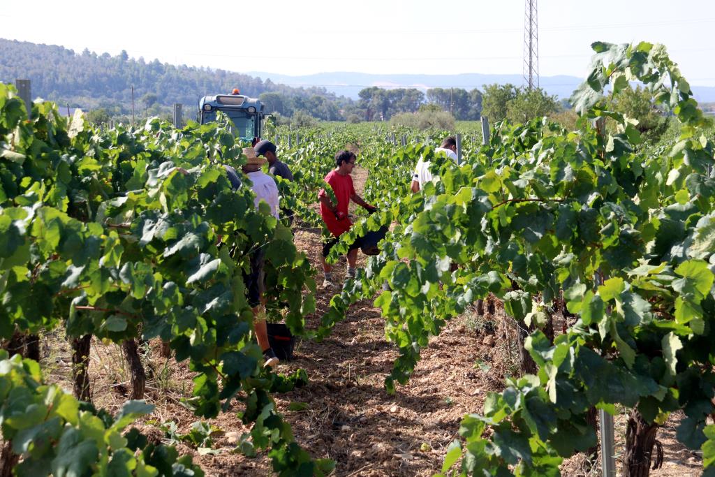 La DO Penedès preveu collir la meitat de raïm que l’any passat per culpa de la sequera. ACN