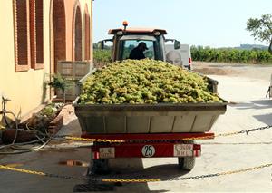 La DO Penedès preveu collir la meitat de raïm que l’any passat per culpa de la sequera