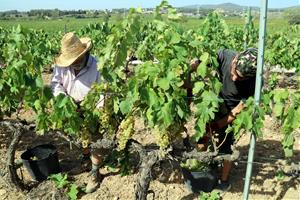 La DO Penedès preveu collir la meitat de raïm que l’any passat per culpa de la sequera