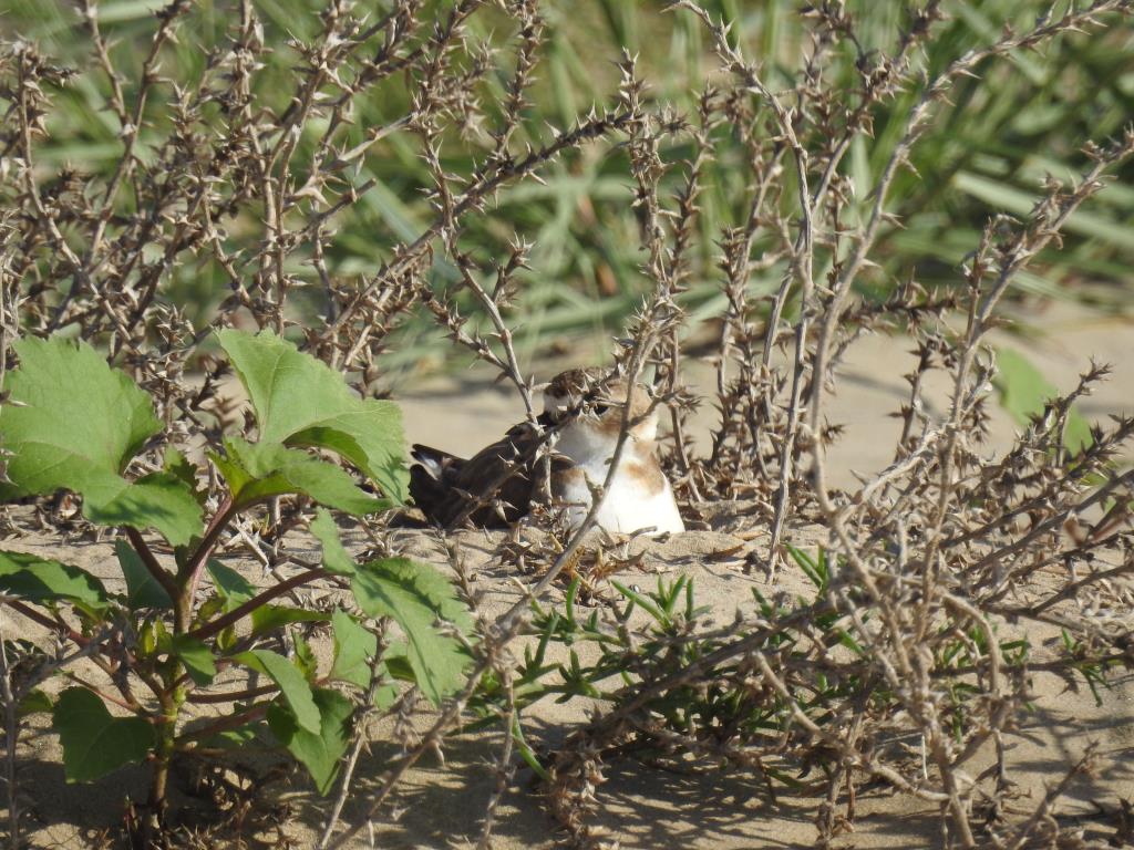 La Foixarda denuncia als Agents Rurals les darreres actuacions a la platja de Ribes Roges. La Foixarda