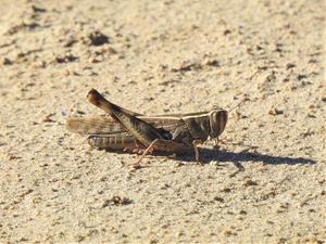 La Foixarda denuncia als Agents Rurals les darreres actuacions a la platja de Ribes Roges