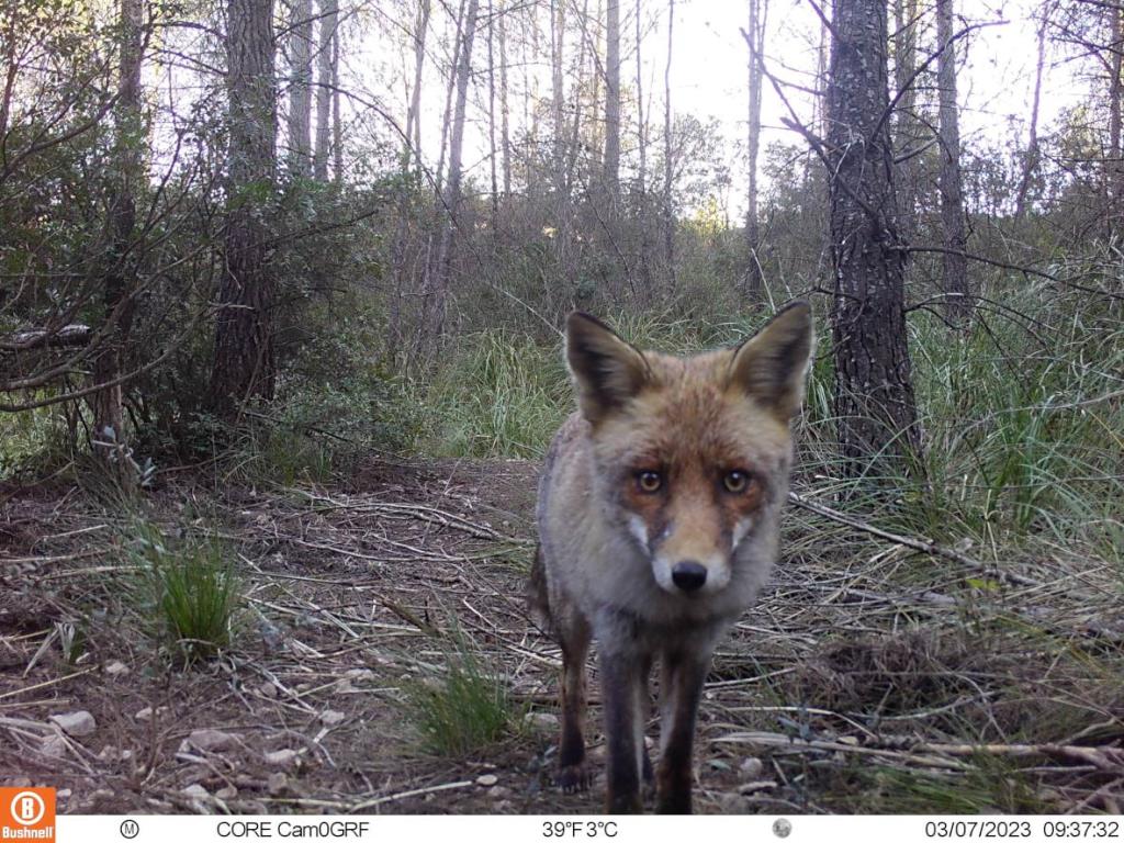 La guineu, el carnívor més detectat a quatre espais de la Xarxa de Parcs Naturals de Barcelona. Diputació de Barcelona