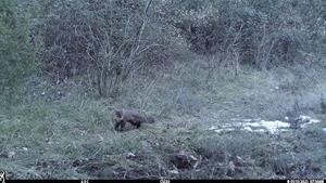 La guineu, el carnívor més detectat a quatre espais de la Xarxa de Parcs Naturals de Barcelona