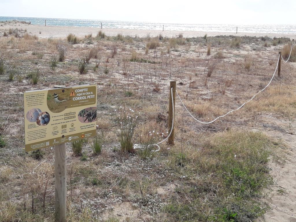 La platja de Les Botigues de Sitges recupera el tancat per protegir el corriol petit . Ajuntament de Sitges