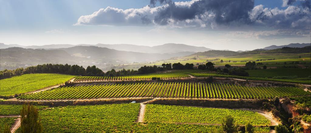 La Ruta del Vi del Penedès ha estat la quarta ruta més visitada de l’Estat. Consorci 