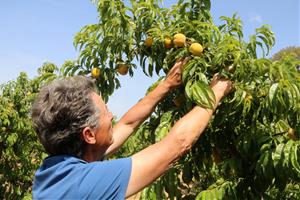 La sequera empetiteix la mida del préssec d’Ordal i fa caure la producció almenys un 25%. ACN