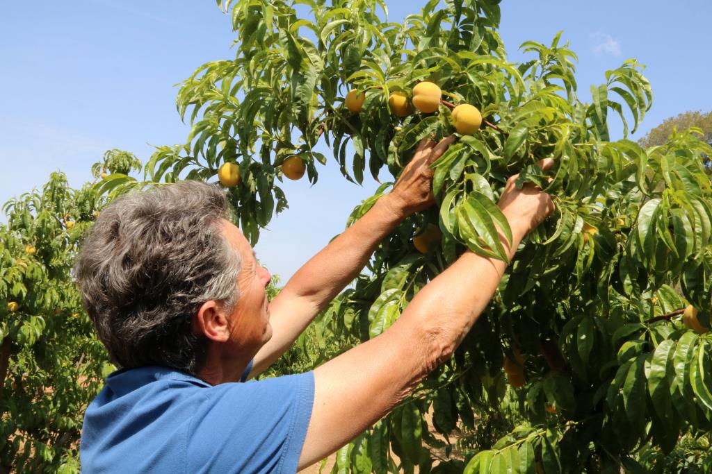 La sequera empetiteix la mida del préssec d’Ordal i fa caure la producció almenys un 25%. ACN