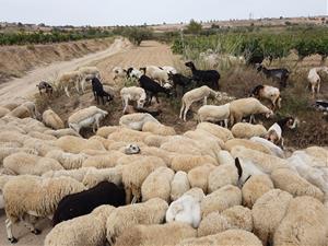 La sequera obliga a suspendre la poda en verd amb el ramat a les vinyes de Loxarel