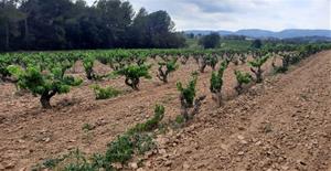 La vinya del Penedès lluita contra la sequera i el canvi climàtic. Clàudia Domènech