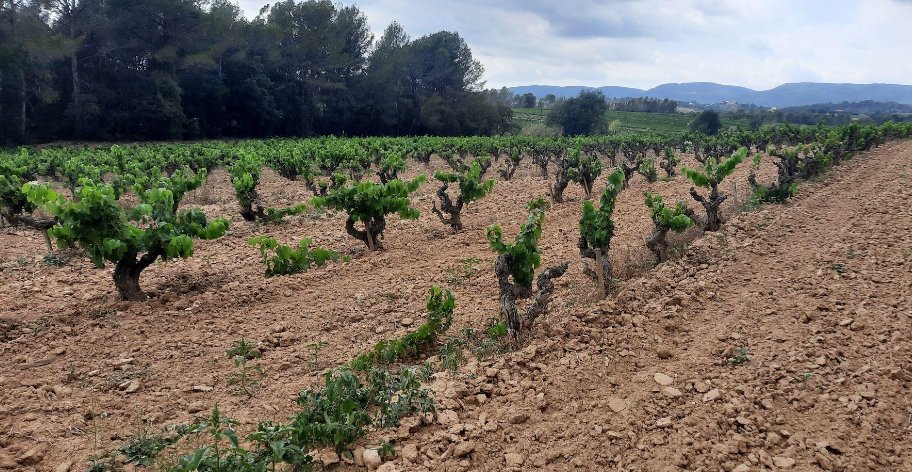 La vinya del Penedès lluita contra la sequera i el canvi climàtic. Clàudia Domènech