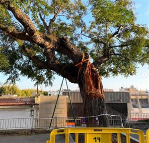 L’Ajuntament retirarà l’arbre trencat de la plaça del Castell de Cubelles. Ajuntament de Cubelles