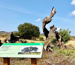 L'alzina de Cal Gol sobreviu a l'incendi que va patir Sant Martí de Tous fa dos anys. Ajt Sant Martí de Tous