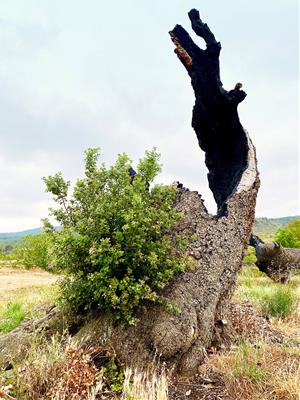 L'alzina de Cal Gol sobreviu a l'incendi que va patir Sant Martí de Tous fa dos anys