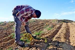 Les ampolles de vi comencen a introduir els ingredients i la informació nutricional a les etiquetes. ACN