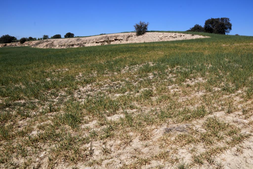 Les cooperatives catalanes alerten que, sense aigua, perillen les produccions de la majoria d’aliments i demanen ajuts. ACN