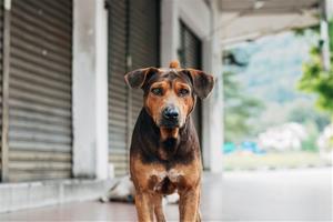 Més del 70% dels gossos perduts o abandonats a la Conca d’Òdena han estat adoptats o recuperats pels propietaris. Mancomunitat Conca Òdena