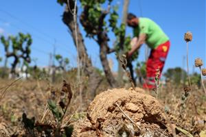 Pagesos i elaboradors de cava estimen que la collita caurà almenys un 40% a causa de la sequera