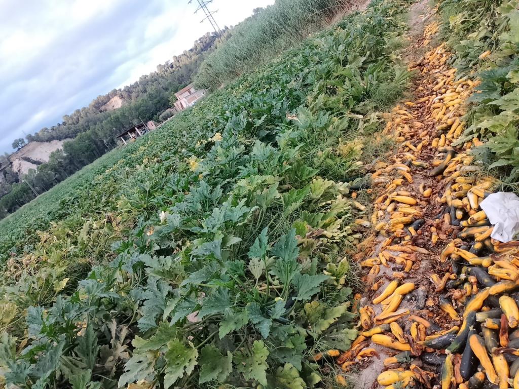 Polèmic aterratge de l’agroindústria Ametller Origen a Gelida. StopAgroparc 