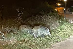 Porcs senglars als carrers de Nou Vendrell. Eix