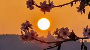 Posta de sol amb calitja, flors d'ametller i el castell d'Olèrdola des de Viladellops. Fran Lorenzo