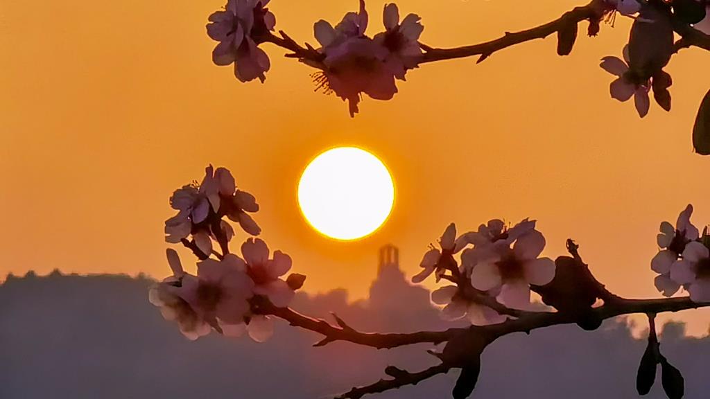 Posta de sol amb calitja, flors d'ametller i el castell d'Olèrdola des de Viladellops. Fran Lorenzo