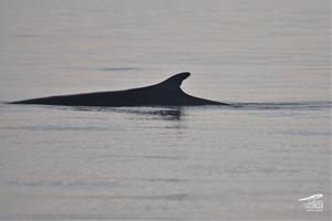 Primer albirament del rorqual comú a la costa de Cubelles aquesta temporada. Associació Cetàcea