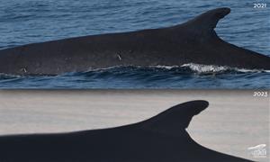 Primer albirament del rorqual comú a la costa de Cubelles aquesta temporada