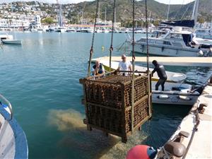 S’extreuen les darreres 465 ampolles de Malvasia de Mar al Port d’Aiguadolç. Ajuntament de Sitges