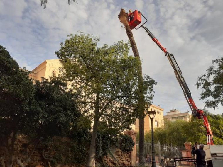 Tala per seguretat d'una palmera del parc Gumà i Ferran de Vilanova pel risc de caiguda. Ajuntament de Vilanova