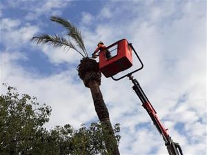 Tala per seguretat d'una palmera del parc Gumà i Ferran de Vilanova pel risc de caiguda