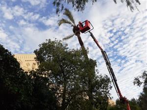 Tala per seguretat d'una palmera del parc Gumà i Ferran de Vilanova pel risc de caiguda