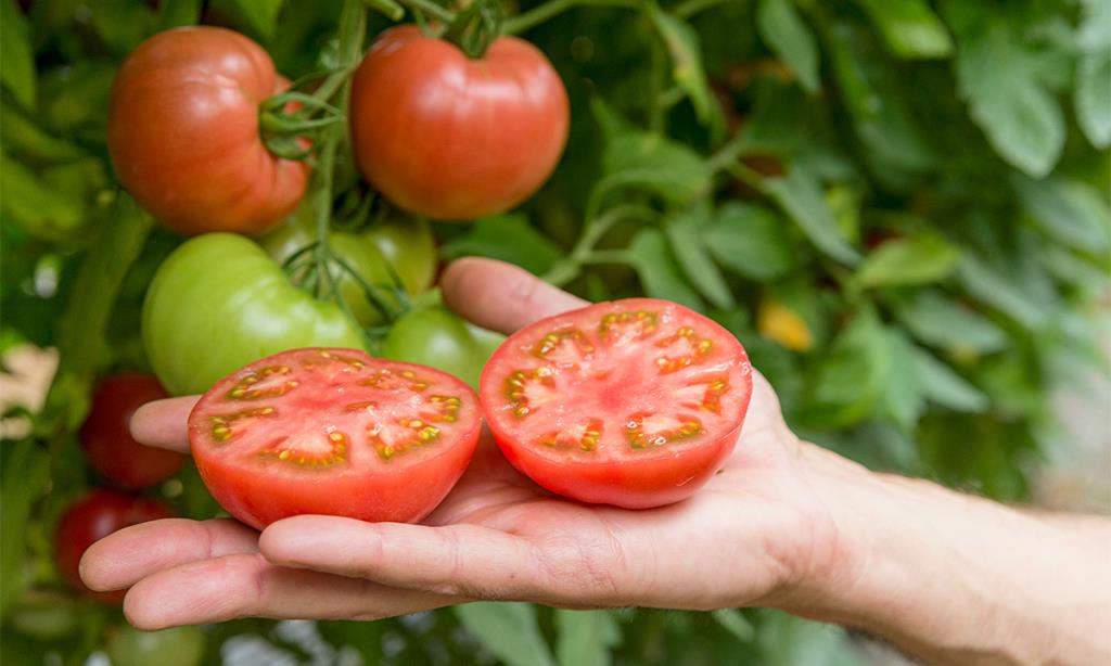 Tomàquet rosa, una varietat exclusiva cultivada a Viladecans i al Maresme. Ametller Origen