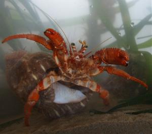 Un estudi de la UPC de Vilanova alerta del greu impacte de la contaminació acústica en els invertebrats marins . UPC