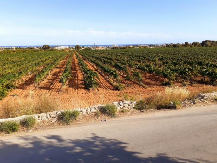 Un estudi determina que més de 60 camins de Vilanova i la Geltrú són de domini públic. Ajuntament de Vilanova