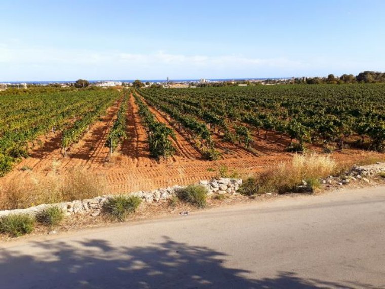 Un estudi determina que més de 60 camins de Vilanova i la Geltrú són de domini públic. Ajuntament de Vilanova