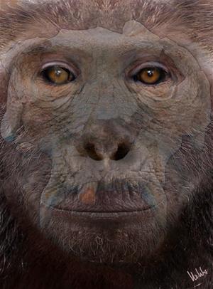 Un grup d'investigadors crea el rostre virtual del Pau, el 'Pierolapithecus catalaunicus' trobat a Hostalets de Pierola