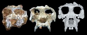 Un grup d'investigadors crea el rostre virtual del Pau, el 'Pierolapithecus catalaunicus' trobat a Hostalets de Pierola. ACN