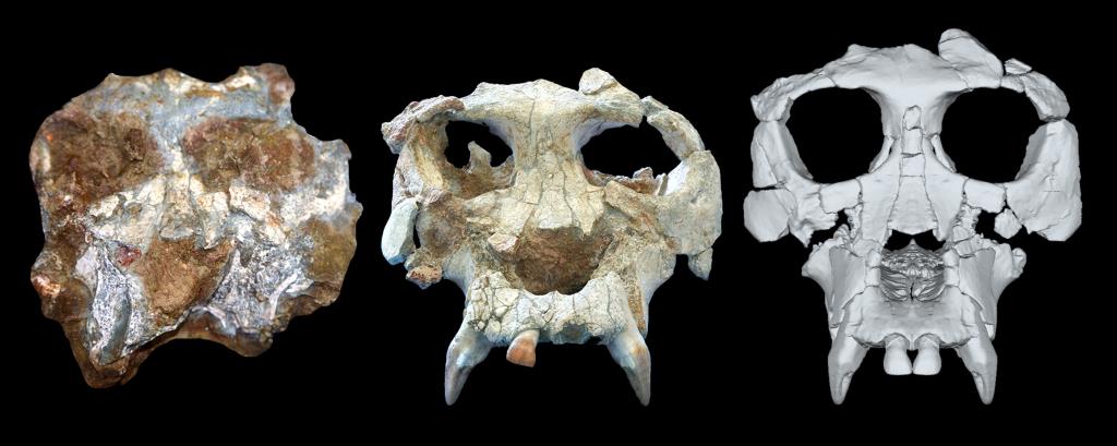 Un grup d'investigadors crea el rostre virtual del Pau, el 'Pierolapithecus catalaunicus' trobat a Hostalets de Pierola. ACN