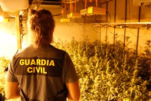 Un total de 21 detinguts en l'operatiu de la Guàrdia Civil contra el cultiu i tràfic de droga