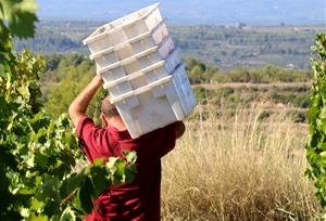 Un viticultor cull raïm a una vinya. ACN / Eloi Tost