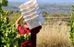 Un viticultor cull raïm a una vinya. ACN / Eloi Tost