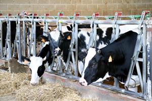 Unió de Pagesos denuncia Mercadona, Bonpreu i Lidl davant la CNMC per fixar els preus de la llet de marca blanca. ACN