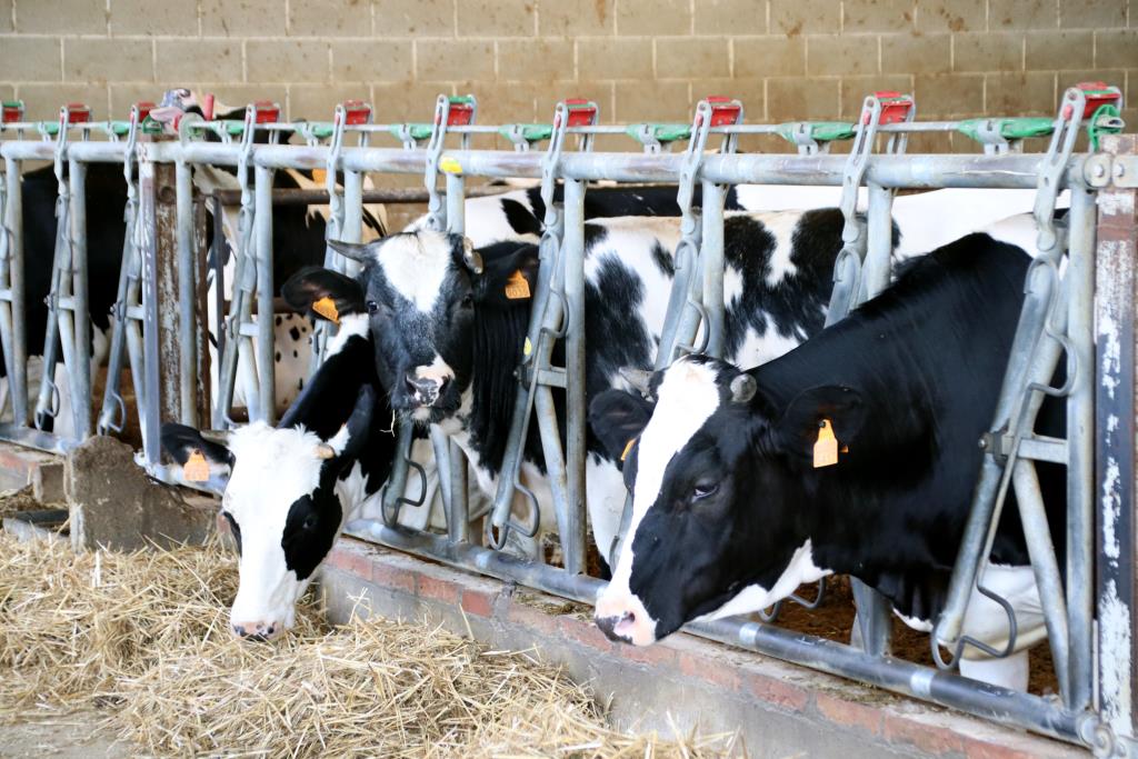 Unió de Pagesos denuncia Mercadona, Bonpreu i Lidl davant la CNMC per fixar els preus de la llet de marca blanca. ACN