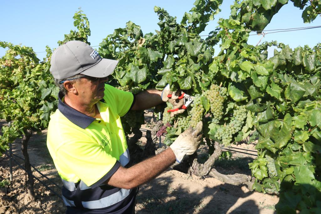 Unió de Pagesos insisteix que el viticultor hauria de percebre més de 0,60 euros per quilo de raïm davant les despeses per la sequera. ACN