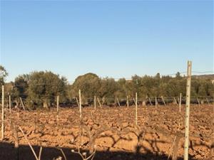 Vilanova inclourà al pla general una nova clau urbanística per regular l'ús vitivinícola en el sòl no urbanitzable. Ajuntament de Vilanova