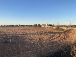 Vilanova inclourà al pla general una nova clau urbanística per regular l'ús vitivinícola en el sòl no urbanitzable