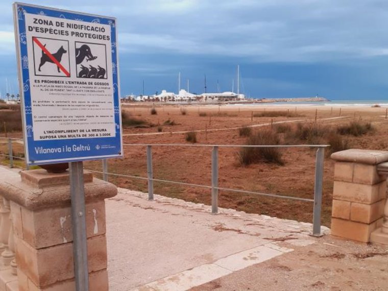 Vilanova instal·la tres tancats a la platja de Ribes Roges i prohibeix l'accés dels gossos per la presència del corriol. Ajuntament de Vilanova