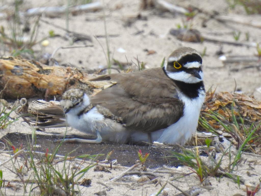 Adult i poll de Corriol petit (Charadrius dubius), a la Platja Llarga de Vilanova, 15 de maig de 2020. La Foixarda